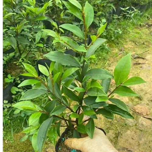 🌿 CÂY GIỐNG HOA LAN TIÊU BẦU BÁT – DỄ TRỒNG, SỐNG KHỎE, HOA THƠM QUYẾN RŨ!