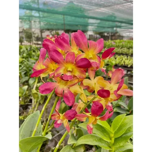 🌸 CÁC GIỐNG HOA LAN DỄ TRỒNG –  COMBO 8 Cây Dendro Mix!