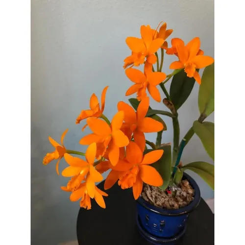 🌸 CÂY GIỐNG HOA LAN CATT ĐÀI – CATTLEYA YOUNGMINT SIÊNG HOA, BỀN SẮC!