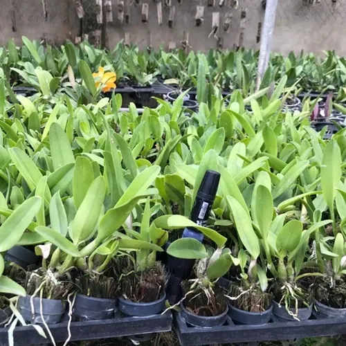 🌸 CÂY GIỐNG HOA LAN CATT ĐÀI – CATTLEYA YOUNGMINT SIÊNG HOA, BỀN SẮC!