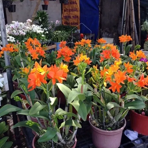 🌸 CÂY GIỐNG HOA LAN CATT ĐÀI – CATTLEYA YOUNGMINT SIÊNG HOA, BỀN SẮC!