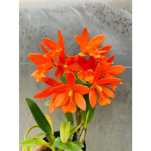 🌸 CÂY GIỐNG HOA LAN CATT ĐÀI – CATTLEYA YOUNGMINT SIÊNG HOA, BỀN SẮC!