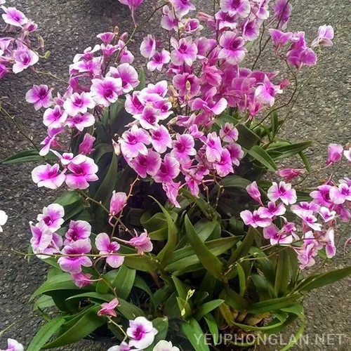 💜 CÂY LAN TÍM DENDRO MINI – SIÊNG HOA, DỄ TRỒNG, ĐẸP QUANH NĂM!