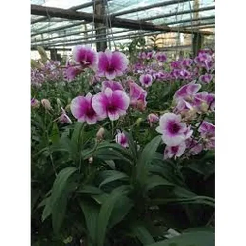 💜 CÂY LAN TÍM DENDRO MINI – SIÊNG HOA, DỄ TRỒNG, ĐẸP QUANH NĂM!