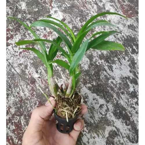 💜 CÂY LAN TÍM DENDRO MINI – SIÊNG HOA, DỄ TRỒNG, ĐẸP QUANH NĂM!