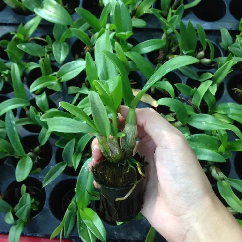 💜 CÂY LAN TÍM DENDRO MINI – SIÊNG HOA, DỄ TRỒNG, ĐẸP QUANH NĂM!