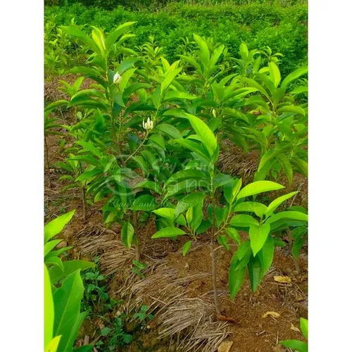 🌼 CÂY NGỌC LAN TRẮNG – HƯƠNG THƠM PHONG THỦY CHO KHÔNG GIAN SỐNG!