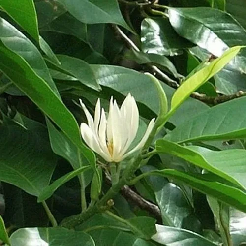 🌼 CÂY NGỌC LAN TRẮNG – HƯƠNG THƠM PHONG THỦY CHO KHÔNG GIAN SỐNG!