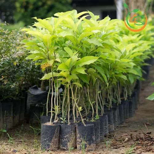 🌼 CÂY NGỌC LAN TRẮNG – HƯƠNG THƠM PHONG THỦY CHO KHÔNG GIAN SỐNG!