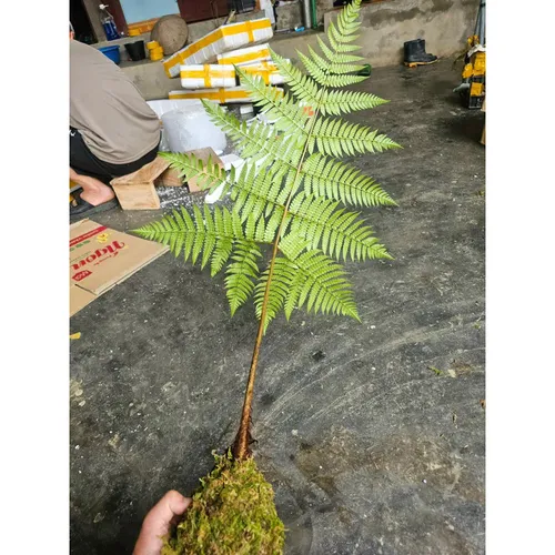 🧑‍🌾Cây Dương Xỉ Culi: Chậu Hoa Cây Cảnh Đẹp Mê Ly, Mang Vẻ Đẹp Hoang Sơ Vào Nhà Bạn!