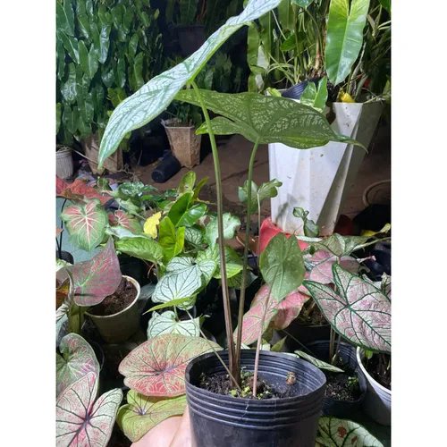 🧑‍🌾Cây Môn Trăng: Khám phá vẻ đẹp kiêu sa của Chậu hoa cây cảnh ngoài trời!