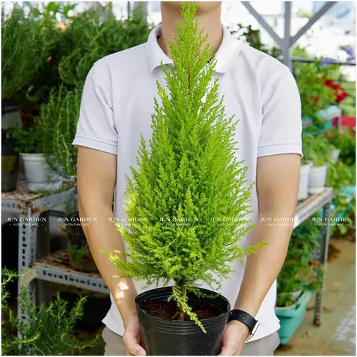 💔Cây Tùng Thơm: Chậu Hoa Cây Cảnh Ngoài Trời Vừa Đẹp Vừa Thơm!