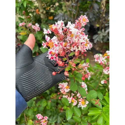 🌳Cây Tường Vi Song Hỉ: Chậu Hoa Cây Cảnh Đẹp Khiến Hàng Xóm PHÁT MÊ!