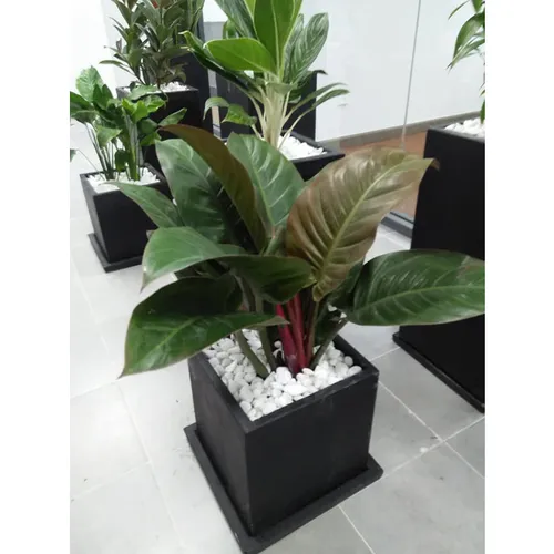 🌸Chậu Hoa Mini Trầu Bà Đế Vương: Tiền Vào Như Nước, Rước Lộc Về Nhà!