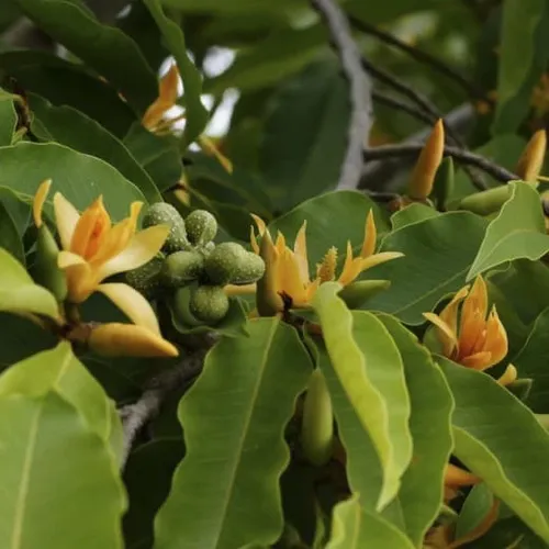 🌼 CÂY NGỌC LAN VÀNG – HOA THƠM NGỌT, GIÁ TRỊ LÂU DÀI!