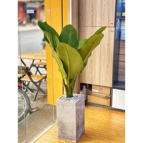 🌱THĂNG HẠNG Không Gian Sống Với Chậu Xi Măng Trồng Cây Vuông Cao Hiện Đại.