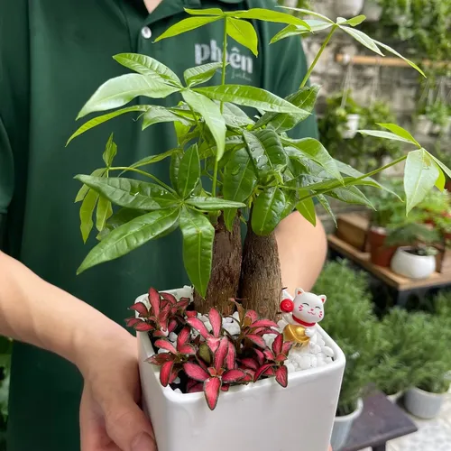 ☀️Chậu Cây Cảnh Để Bàn Kim Ngân Mix Cẩm nhung - MAY MẮN Nhân Ba, Tài Lộc Ngập Nhà