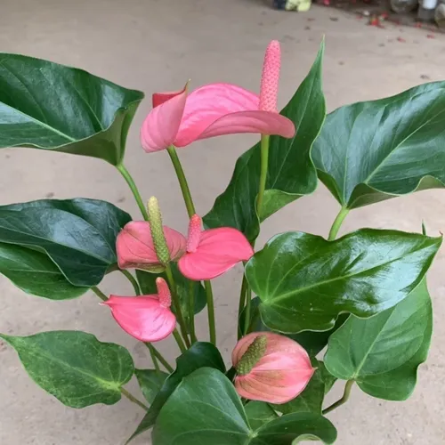 🌿Cây Hồng Môn màu hồng: Chậu Cây Để Bàn Đẹp, Thu Hút MAY MẮN, Tình Duyên Nở Rộ!