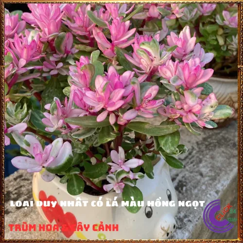 🌱Cây Cẩm Thạch Lá Hồng: Chậu cây để bàn nhỏ xinh mang lại HẠNH PHÚC!