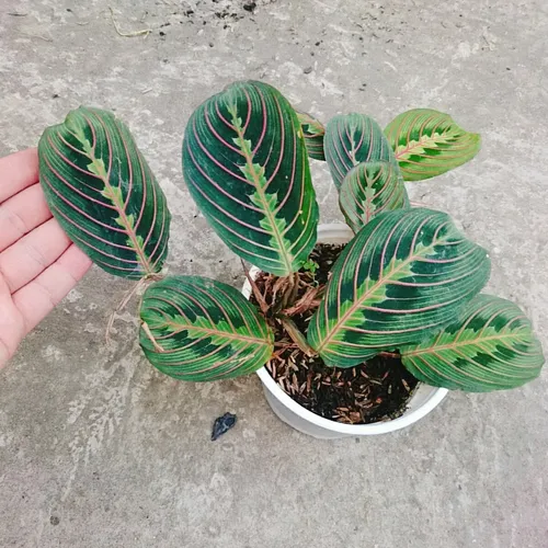 🍃Cây Đuôi Công Xương Cá - Chậu cây để bàn đẹp mang lại May mắn, Thịnh vượng!