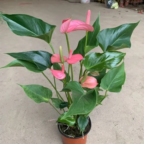 🌿Cây Hồng Môn màu hồng: Chậu Cây Để Bàn Đẹp, Thu Hút MAY MẮN, Tình Duyên Nở Rộ!