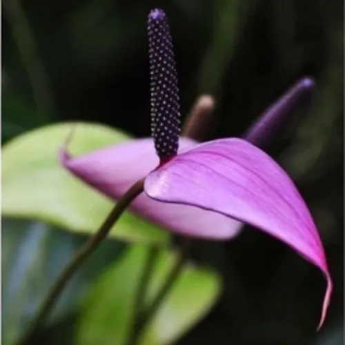 🧑‍🌾Hồng Môn Tím Mộng Mơ - Top 1 Chậu Cây Để Bàn Làm Việc Thu Hút TÀI LỘC