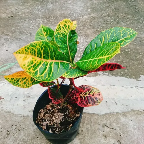 🌼Vẻ Đẹp ĐỘC LẠ Của Cây Lá Màu Coton - Chậu Cây Để Bàn Sang Trọng Không Thể Bỏ Lỡ!