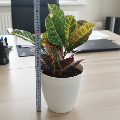 🌼Vẻ Đẹp ĐỘC LẠ Của Cây Lá Màu Coton - Chậu Cây Để Bàn Sang Trọng Không Thể Bỏ Lỡ!