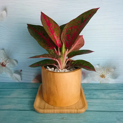 🌸Cây Như Ý: Chậu Cây Để Bàn Độc Đáo Mang Lại MAY MẮN!