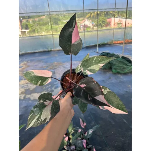 🌼Trầu Bà Hồng Nương: Chậu Cây Để Bàn Làm Việc Đẹp ĐỘC LẠ Mang Lại May Mắn!