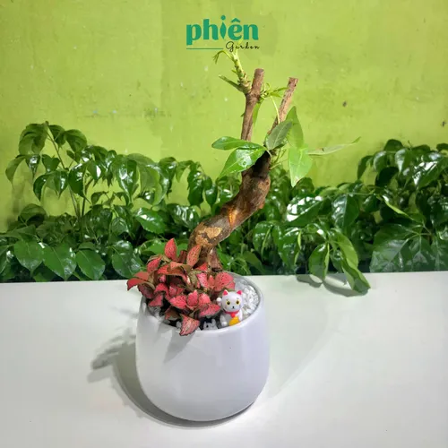 ☀️Chậu Cây Cảnh Để Bàn Kim Ngân Mix Cẩm nhung - MAY MẮN Nhân Ba, Tài Lộc Ngập Nhà