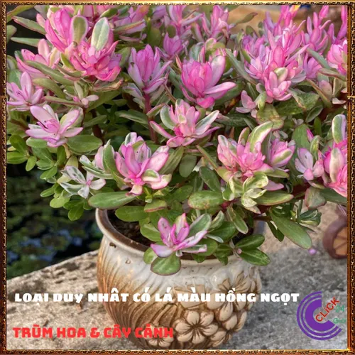 🌱Cây Cẩm Thạch Lá Hồng: Chậu cây để bàn nhỏ xinh mang lại HẠNH PHÚC!