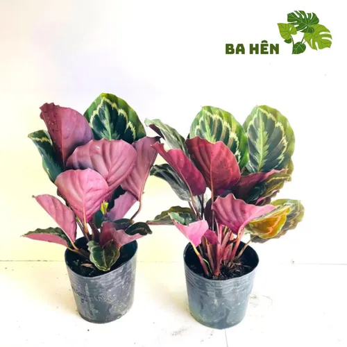 ✨Cây Đuôi Công Tím: Chậu Cây Để Bàn Trang Trí Biến Góc Làm Việc Cực Chill!