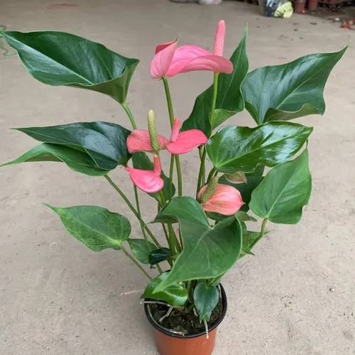 🌿Cây Hồng Môn màu hồng: Chậu Cây Để Bàn Đẹp, Thu Hút MAY MẮN, Tình Duyên Nở Rộ!