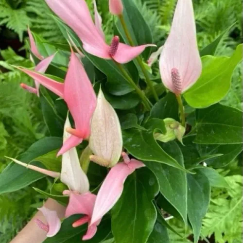 🌱Cây Hồng Môn Nhiều Màu Độc Lạ - Chậu Cây Để Bàn Đẹp: Món Quà Độc Đáo Cho Người Thương!