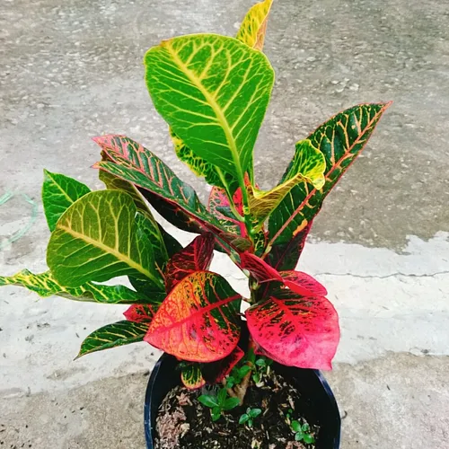 🌼Vẻ Đẹp ĐỘC LẠ Của Cây Lá Màu Coton - Chậu Cây Để Bàn Sang Trọng Không Thể Bỏ Lỡ!