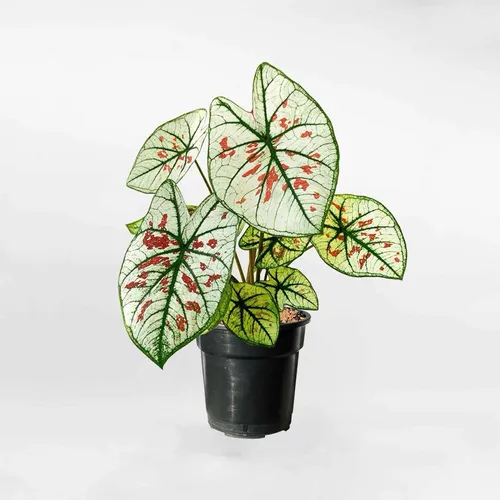 🌿Môn Dâu: Chậu Cây Để Bàn Độc Đáo Đẹp Đến SIÊU THỰC!