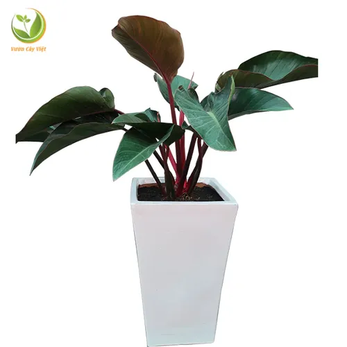 🌸Chậu Hoa Mini Trầu Bà Đế Vương: Tiền Vào Như Nước, Rước Lộc Về Nhà!