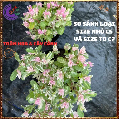 🌱Cây Cẩm Thạch Lá Hồng: Chậu cây để bàn nhỏ xinh mang lại HẠNH PHÚC!