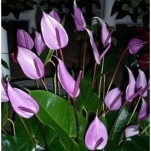 🧑‍🌾Hồng Môn Tím Mộng Mơ - Top 1 Chậu Cây Để Bàn Làm Việc Thu Hút TÀI LỘC