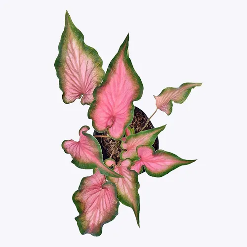 🌱Chậu Cây Môn Đỏ: Chậu Cây Để Bàn Văn Phòng Giúp MAY MẮN, Tài Lộc Cả Năm!