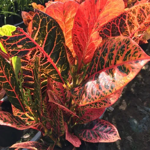 🌿Cây Ngũ Sắc: Chậu Cây Để Bàn Phòng Khách Siêu Xinh, Bừng Sáng Không Gian Sống!