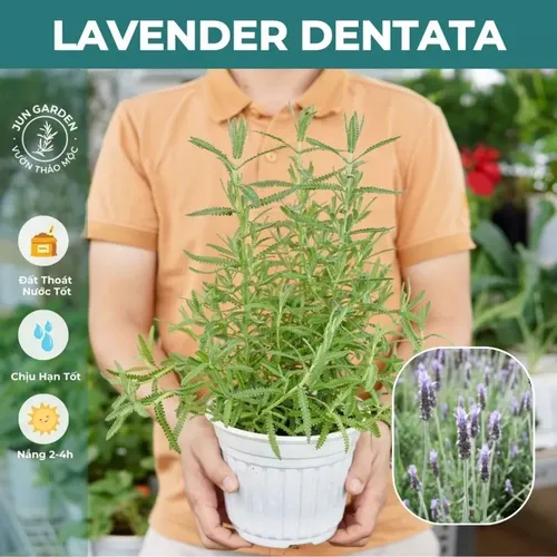 🌿Chậu Hoa Oải Hương: Chậu cây để bàn phòng khách- Biến Phòng Khách Thành Spa Thư Giãn!