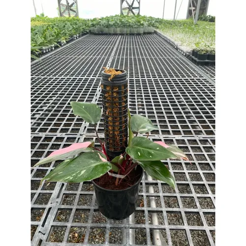 🌼Trầu Bà Hồng Nương: Chậu Cây Để Bàn Làm Việc Đẹp ĐỘC LẠ Mang Lại May Mắn!