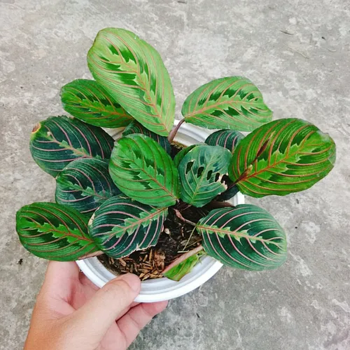 🍃Cây Đuôi Công Xương Cá - Chậu cây để bàn đẹp mang lại May mắn, Thịnh vượng!