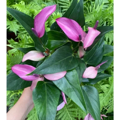 🌱Cây Hồng Môn Nhiều Màu Độc Lạ - Chậu Cây Để Bàn Đẹp: Món Quà Độc Đáo Cho Người Thương!