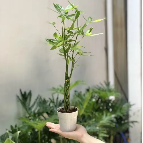 🌿CHẬU CÂY ĐỂ BÀN Kim Ngân Xoắn: Bí quyết THU HÚT tài lộc của sếp lớn!