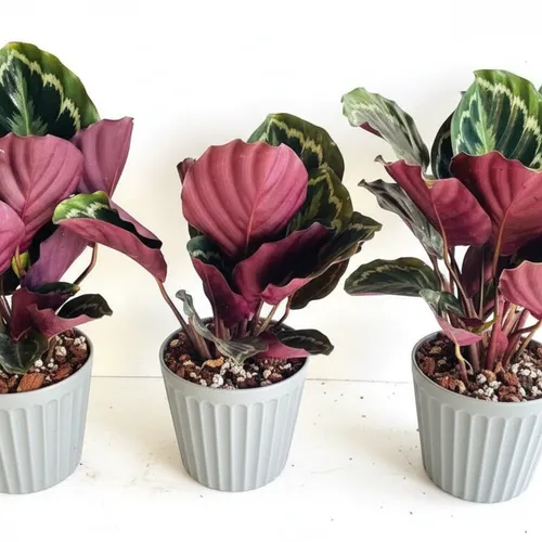 ✨Cây Đuôi Công Tím: Chậu Cây Để Bàn Trang Trí Biến Góc Làm Việc Cực Chill!