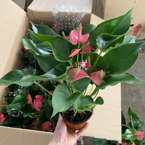 🌿Cây Hồng Môn màu hồng: Chậu Cây Để Bàn Đẹp, Thu Hút MAY MẮN, Tình Duyên Nở Rộ!