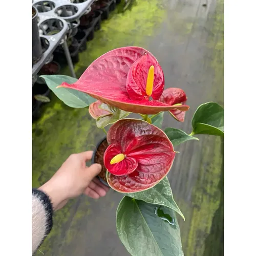 🌱Cây Hồng Môn Nhiều Màu Độc Lạ - Chậu Cây Để Bàn Đẹp: Món Quà Độc Đáo Cho Người Thương!